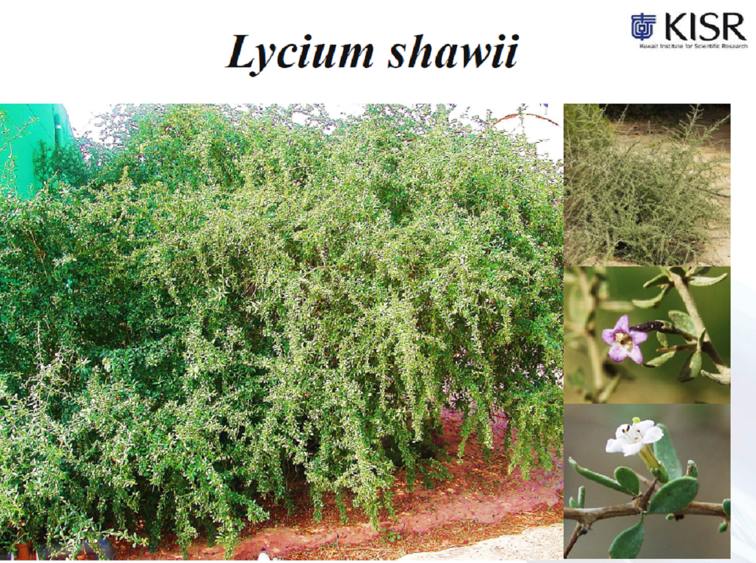 Mass propagation and utilization of native shrubs in landscaping in Kuwait